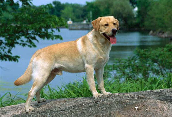 這6種狗狗，擁有相同特點，忠心、服從、霸氣