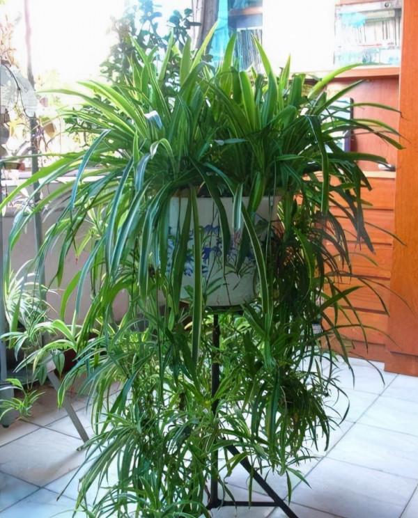 這種&OpenCurlyDoubleQuote;常見水&rdquo;才是真的&OpenCurlyDoubleQuote;萬能肥&rdquo;，比起腐葉土、淘米水強百倍