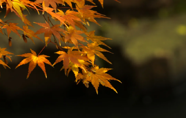 紀曉嵐這麼不講究養生，為什麼還能活到82歲？