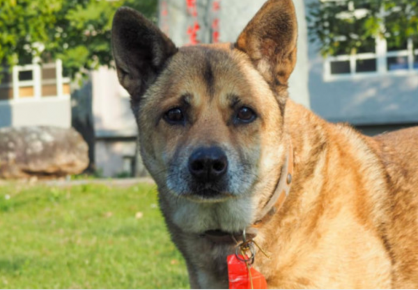 守護校園15年，如今終於“畢業”了，全校師生不捨地送它最後一程