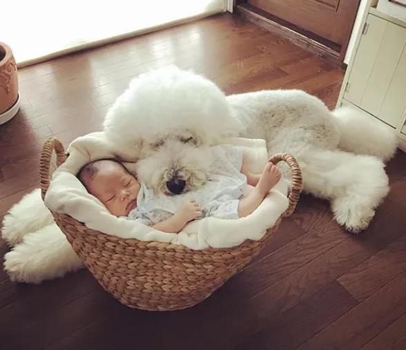 日本奶奶分享小孫女和三隻大狗狗的日常，治癒了56萬+網友…