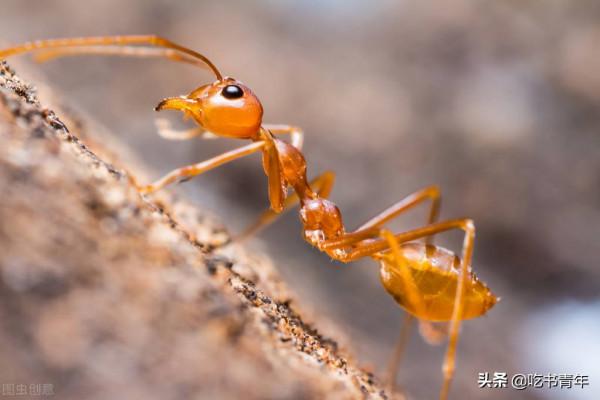 那個螞蟻與蛐蛐的寓言故事,可能是讓你窮困潦倒的根源 那個螞蟻與蛐蛐的寓言故事,可能是讓你窮困潦倒的根源