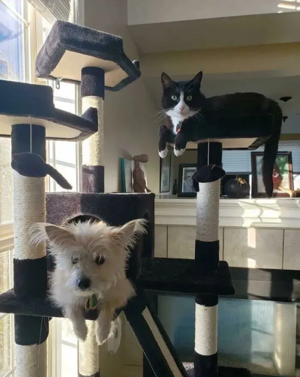 被殘疾貓媽養大的小豬,堅定地認為自己是隻貓,網友:豬咪? 被殘疾貓媽養大的小豬,堅定地認為自己是隻貓,網友:豬咪?