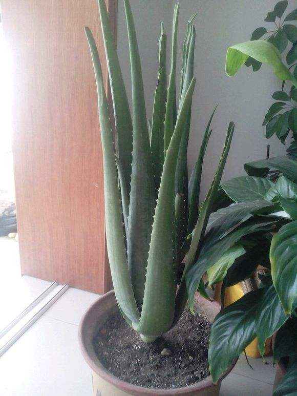 室內想養&OpenCurlyDoubleQuote;大盆&rdquo;鎮宅花，建議從這10種裡面選，聽名字就很霸氣