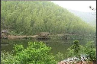 銀杏長廊,燦燦金黃 銀杏長廊,燦燦金黃