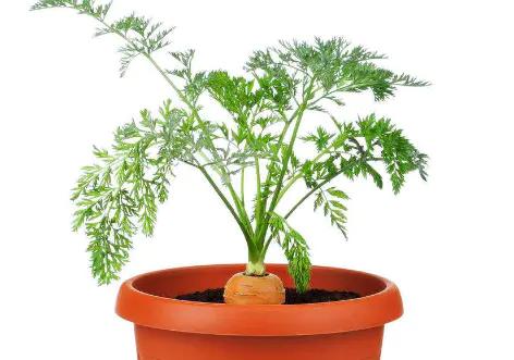 這幾種蔬菜被稱為“補血菜”,陽臺盆栽上幾盆,足足能吃一年 這幾種蔬菜被稱為“補血菜”,陽臺盆栽上幾盆,足足能吃一年