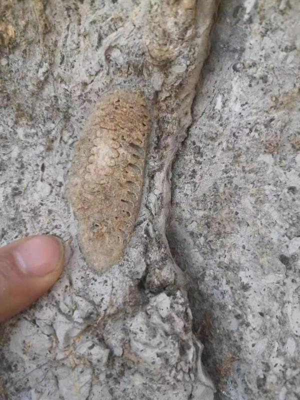 這是三葉蟲化石嗎? 這是三葉蟲化石嗎?