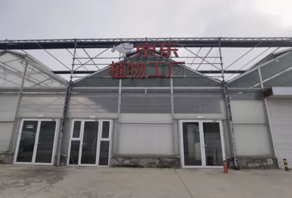 長在床上的蔬菜長啥樣?通州藏著個神奇植物工場,京東全資打造 長在床上的蔬菜長啥樣?通州藏著個神奇植物工場,京東全資打造