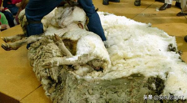 綿羊拒絕剪毛失蹤六年，找到後主人現場直播剪毛