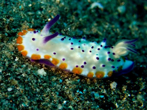 海生物260：紫疣