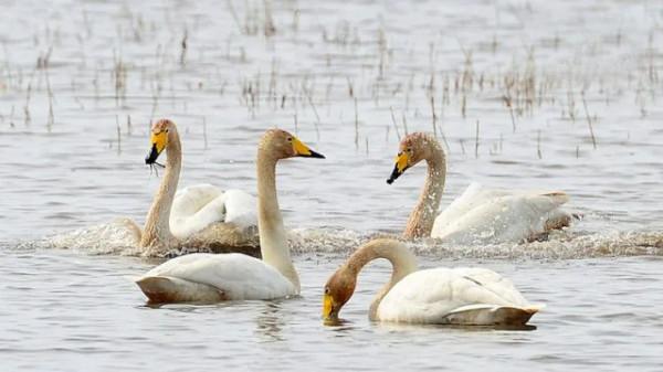 水鏡波光鴻影飛——阿旗沙壩天鵝掠影 水鏡波光鴻影飛——阿旗沙壩天鵝掠影