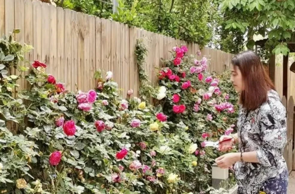 定居內地的港星現狀:有人通告不斷,有人蝸居小縣城,有人買房 定居內地的港星現狀:有人通告不斷,有人蝸居小縣城,有人買房