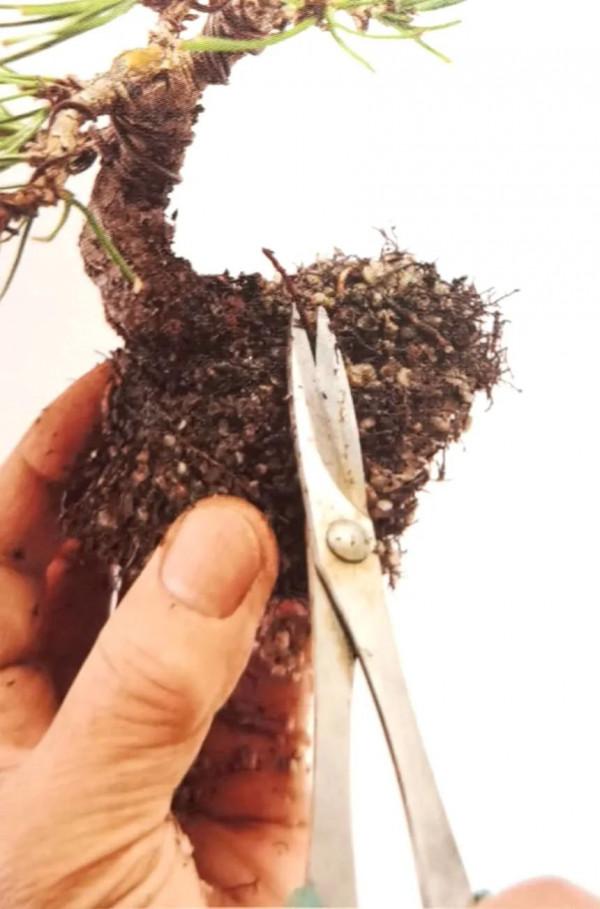 新手竟敢對黑松下手，18個月替它“逆天改命”，玩出盆景造型