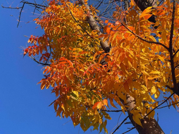 美成故事！這條路用紅、黃、藍三色驚豔了冬日時光