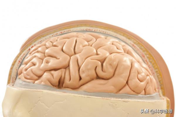 神奇的腦機介面技術問世，是人類的劫難？還是新時代的起點？