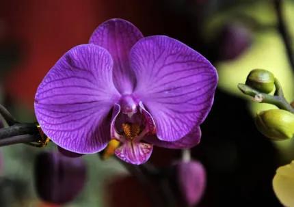 分享——高雅多姿的蝴蝶蘭