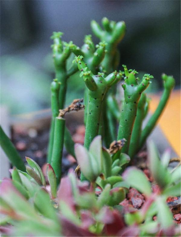 超級適合佛系的人養的5種植物，不用管都能爆盆開花