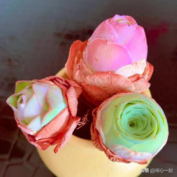 分享&mdash;&mdash;玫瑰多肉