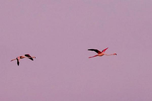 照片故事～霞光鳥影