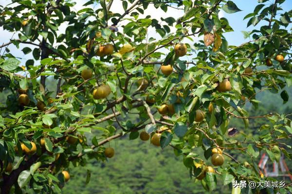 山村滿樹梨子讓人摘不要一分錢,村民稱摘得越多越高興,怎麼回事 山村滿樹梨子讓人摘不要一分錢,村民稱摘得越多越高興,怎麼回事