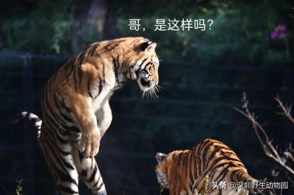 噓！大年初三睡到飽