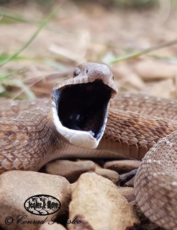 黑夜給了我黑色的嘴巴，我卻用它來薅走鳥蛋