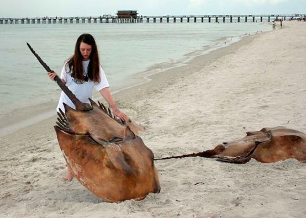 擁有藍色血液的馬蹄蟹