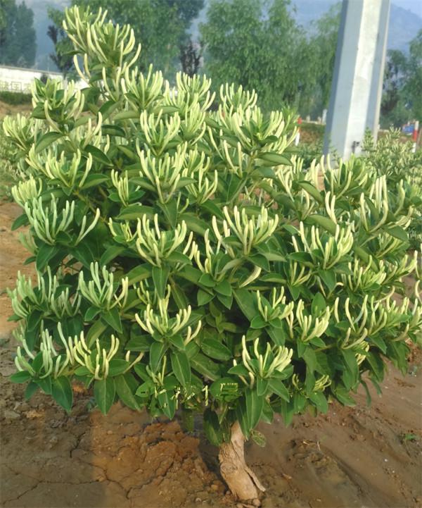 8種花“作用大”,香氣滿屋能泡茶,你養著花漂亮,花養著你健康 8種花“作用大”,香氣滿屋能泡茶,你養著花漂亮,花養著你健康