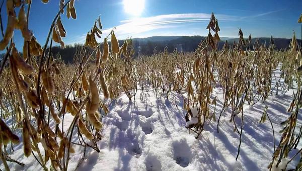 美國大豆“爆倉”後，訂單再被取消，5000美農場破產後，有新進展