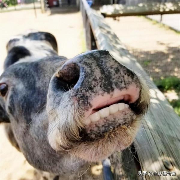 26張罕見的圖片,揭露事物鮮為人知的一面 26張罕見的圖片,揭露事物鮮為人知的一面