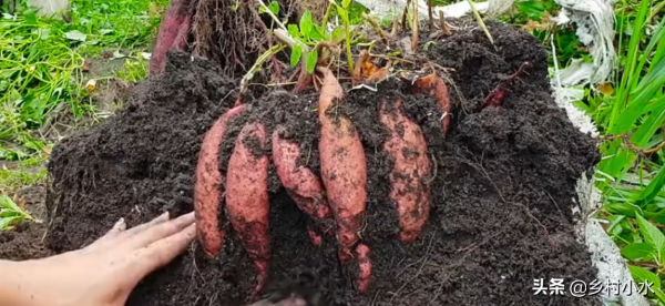 在家用蛇皮袋種紅薯，方法省事又省地方，5個月後能收穫一大袋