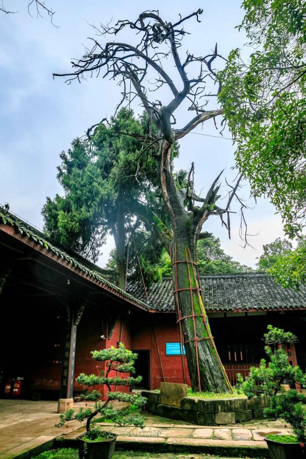 蜀道究竟有多難?人類最早的大型交通遺存之一,已有3000年的歷史 蜀道究竟有多難?人類最早的大型交通遺存之一,已有3000年的歷史