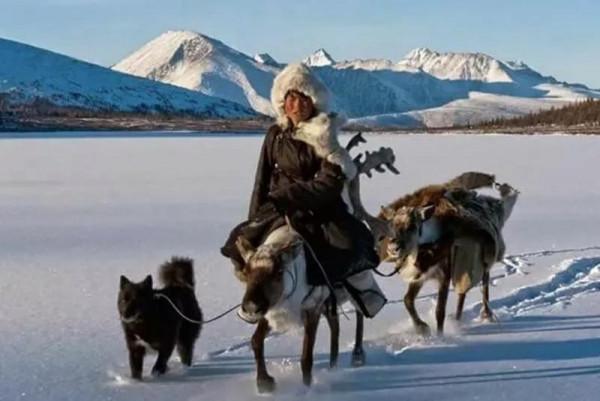 鄂倫春獵犬，中國北方的守山犬