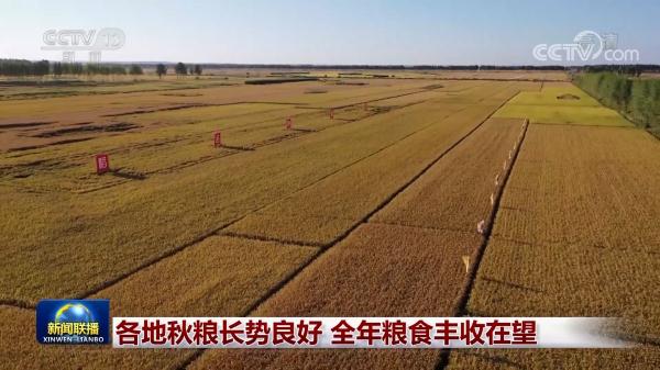 各地秋糧長勢良好 全年糧食豐收在望