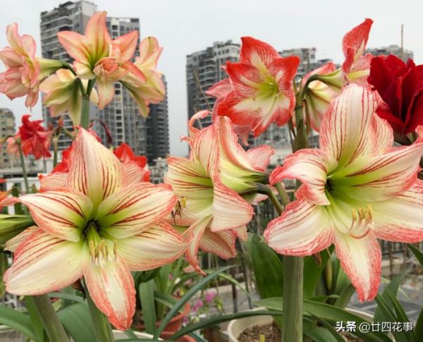 入秋養朱頂紅，5點到位再用個小技巧，開花還是要群朱，你說了算