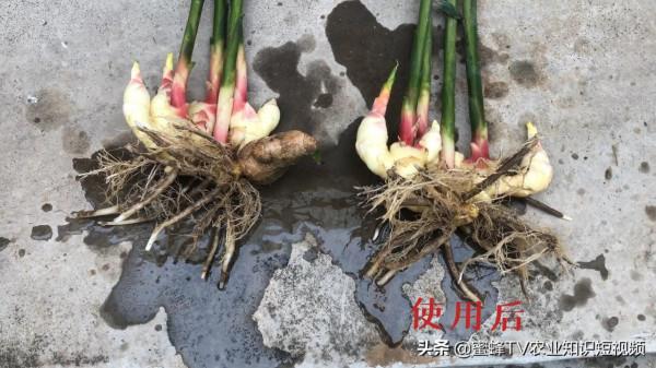 肥大，3天生白根，8天根旺旺——作物生根養根解決方案