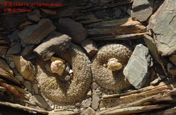 仙人球類科普之巖虎屬 仙人球類科普之巖虎屬