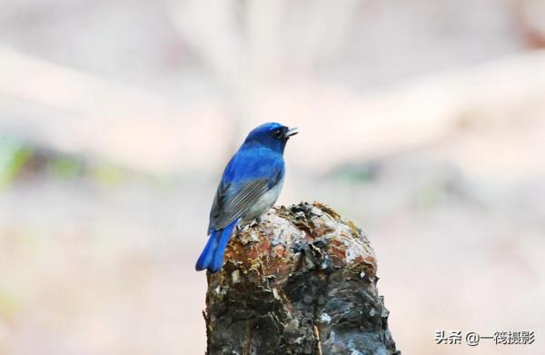 校園候鳥季之——高畫質唯美的小仙鶲