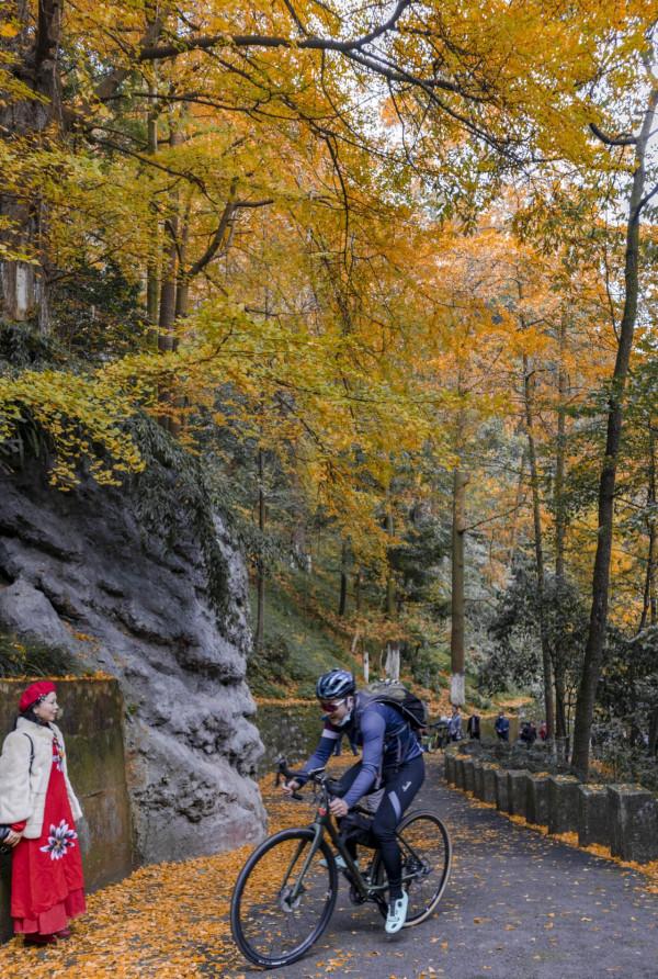 開車2小時也要來的成都古寺銀杏，不要門票很良心，每年只火七天