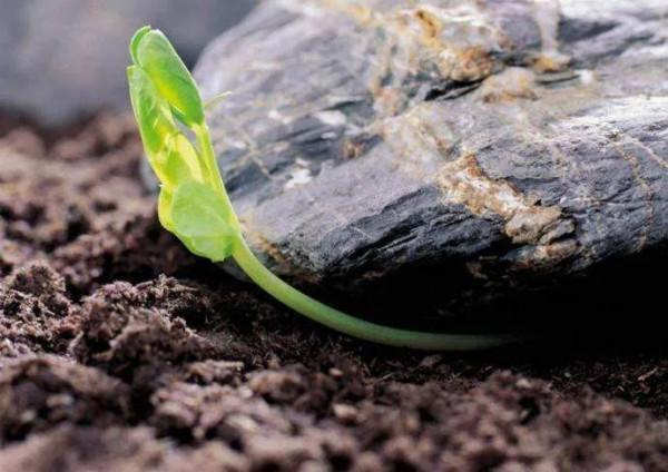 當我老了，我該怎樣度過餘生？獨生子女的心裡獨白