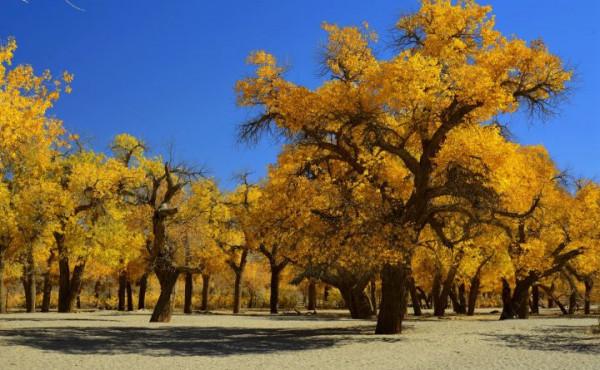 你想要來的新疆2022年是這樣的