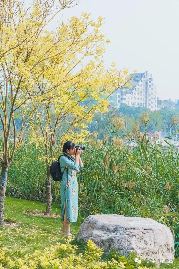 秋遊賞菊,品茗看展,好天氣就出門這樣玩 秋遊賞菊,品茗看展,好天氣就出門這樣玩