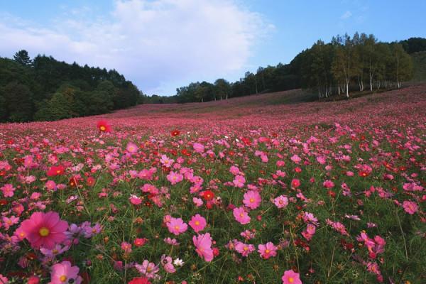 天秤座女生2022年運勢詳解，不斷提高個人能力，用實力證明自己