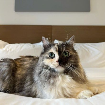 同時擁有兩隻喵喵！雙面貓Geri走紅：別樣精緻可愛