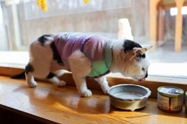 穿上馬甲我就不認識你了？