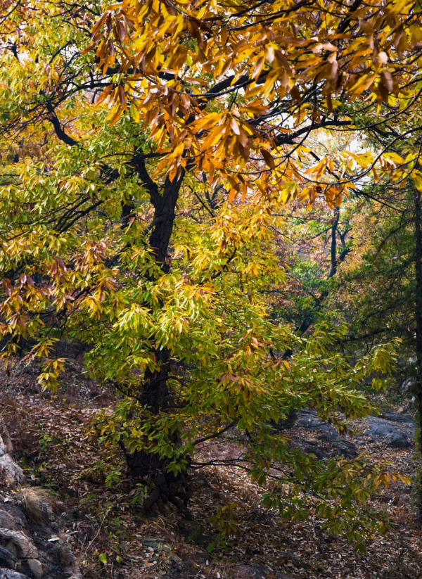 入冬了,這裡也終於到了最美的時候! 入冬了,這裡也終於到了最美的時候!