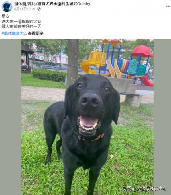 退休導盲犬竟還記得8年前的主人！主人哭了：“我真的太激動了”