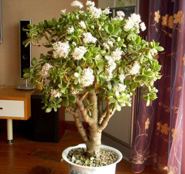 客廳見樹，家業穩固！適合客廳養的五種樹，大氣美觀，幸福感倍增