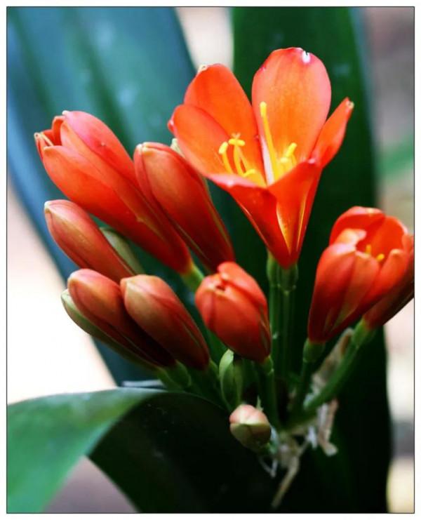 分享圖片：醉美君子蘭