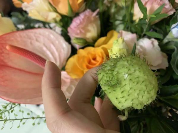 路邊的蒲公英，比拳頭還大，太可愛了